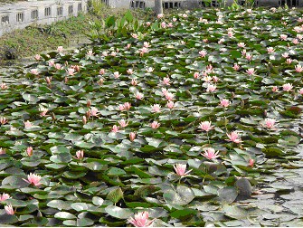 粉紅色的觀音蓮，花期早，是適合台灣北部地區栽培的品種之一