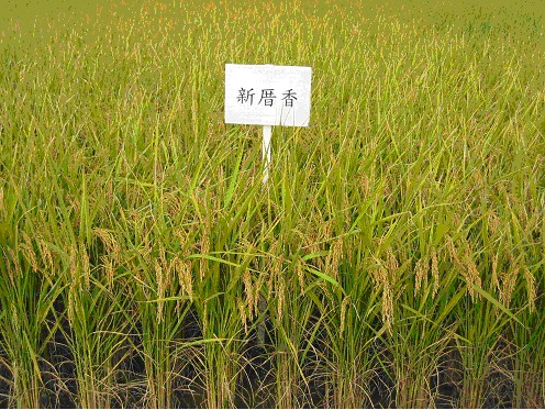 「桃園3號」香米商品名稱為「新厝香」