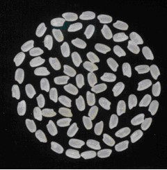 「桃園三號」之米粒外觀優良