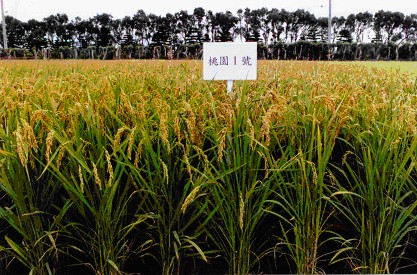 「桃園一號」在田間生長情形
