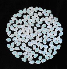 「桃園一號」之米粒外觀優良