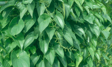 本場育成山藥新品種「白金山藥」—桃園四號