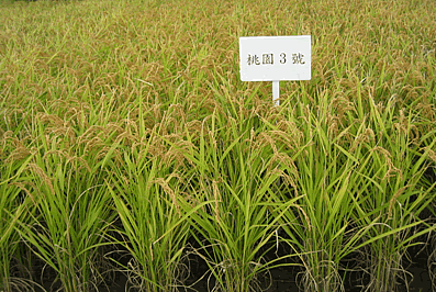 本場育成水稻新品種「新厝香」—桃園三號