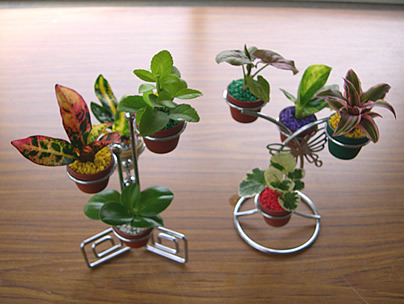 圖1.1寸盆之觀葉植物小巧可愛，可發展為個人化桌上擺設新寵