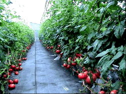 籃耕番茄田間栽培