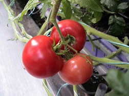 籃耕番茄果形渾圓，色澤鮮豔