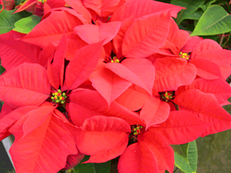 圖1.天鵝絨將是國內市場近程之主力品種