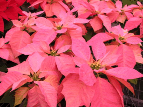 圖2.達文西奇特之顏色可作為區隔市場之操作