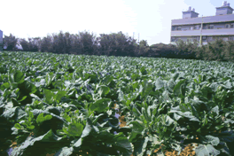 圖2. 芥藍苔主芽採收後側芽生長的情形