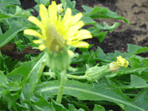 圖1.台灣蒲公英