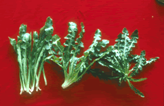 圖2.台灣蒲公英的嫩葉