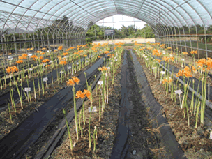 遮蔭可提早金花石蒜抽苔，提高農友收益