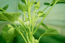 葉菜甘藷桃園二號