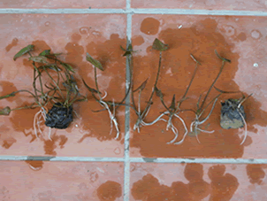 睡蓮分株繁殖圖