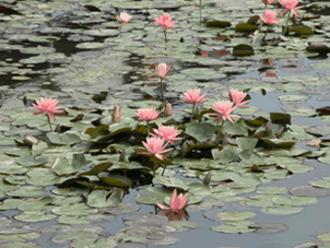 耐寒的觀音蓮品種圖