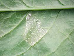 圖 1. 萵苣露菌病