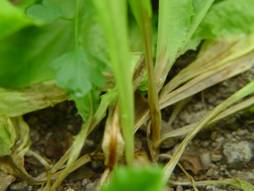 圖 2. 萵苣菌核病