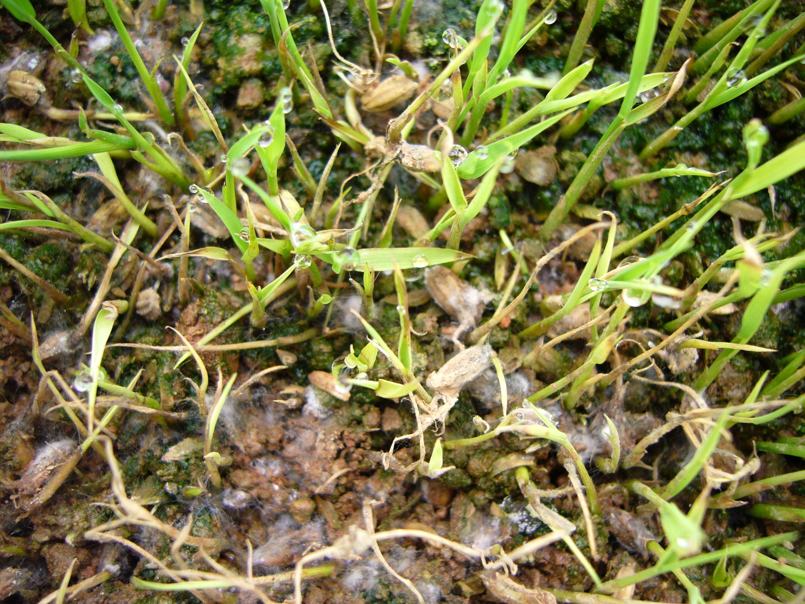 秧苗受立枯病菌危害