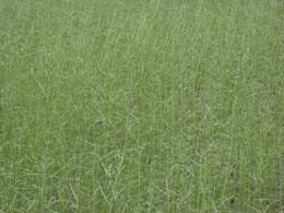 田菁綠肥遭受斜紋夜蛾幼蟲危害情形