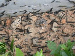 大量斜紋夜蛾幼蟲遷移，造成蟲蟲危機