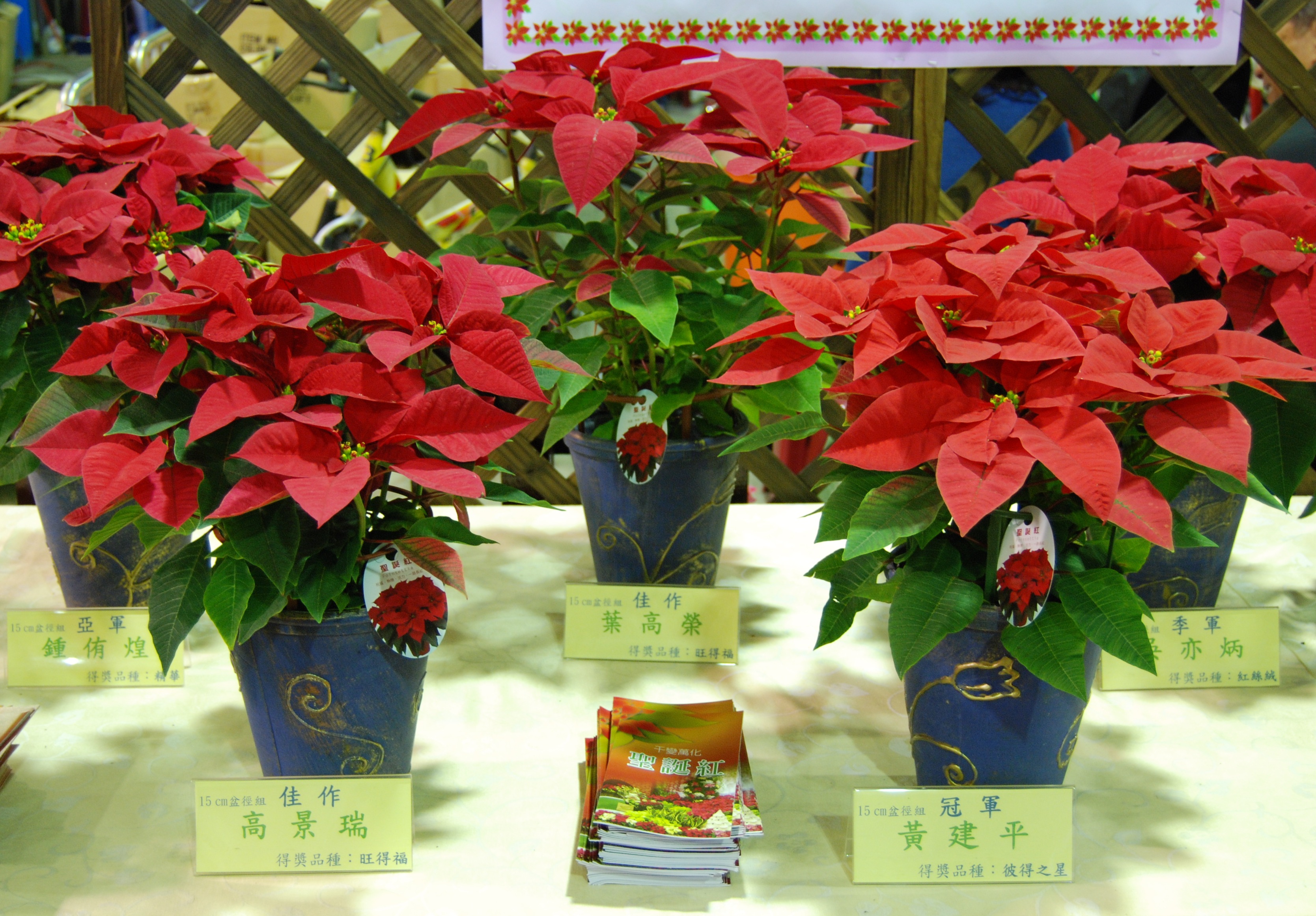 聖誕紅適宜的株高約為盆高之1.5-2倍