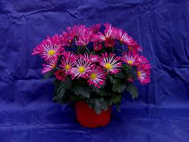 菊花新品種-桃園1號