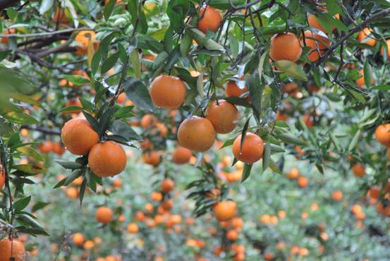 今年海梨柑品質優良，甜又多汁，糖度可達 12 度以上。