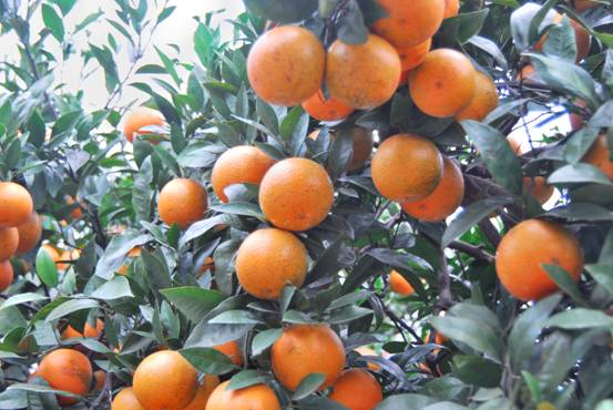 結實纍纍的桶柑充滿年節歡樂氣氛。