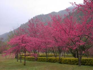 成林的山櫻花大樹盛花時總能吸引目光