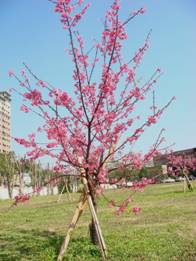 桃園區農業改良場已篩選出平地開花習性佳的山櫻花品系