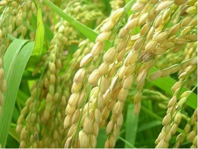 香米新品種桃園三號結實纍纍的金黃色稻穗