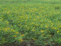 綠肥作物有多樣化種類之選擇，圖中為綠肥大豆。