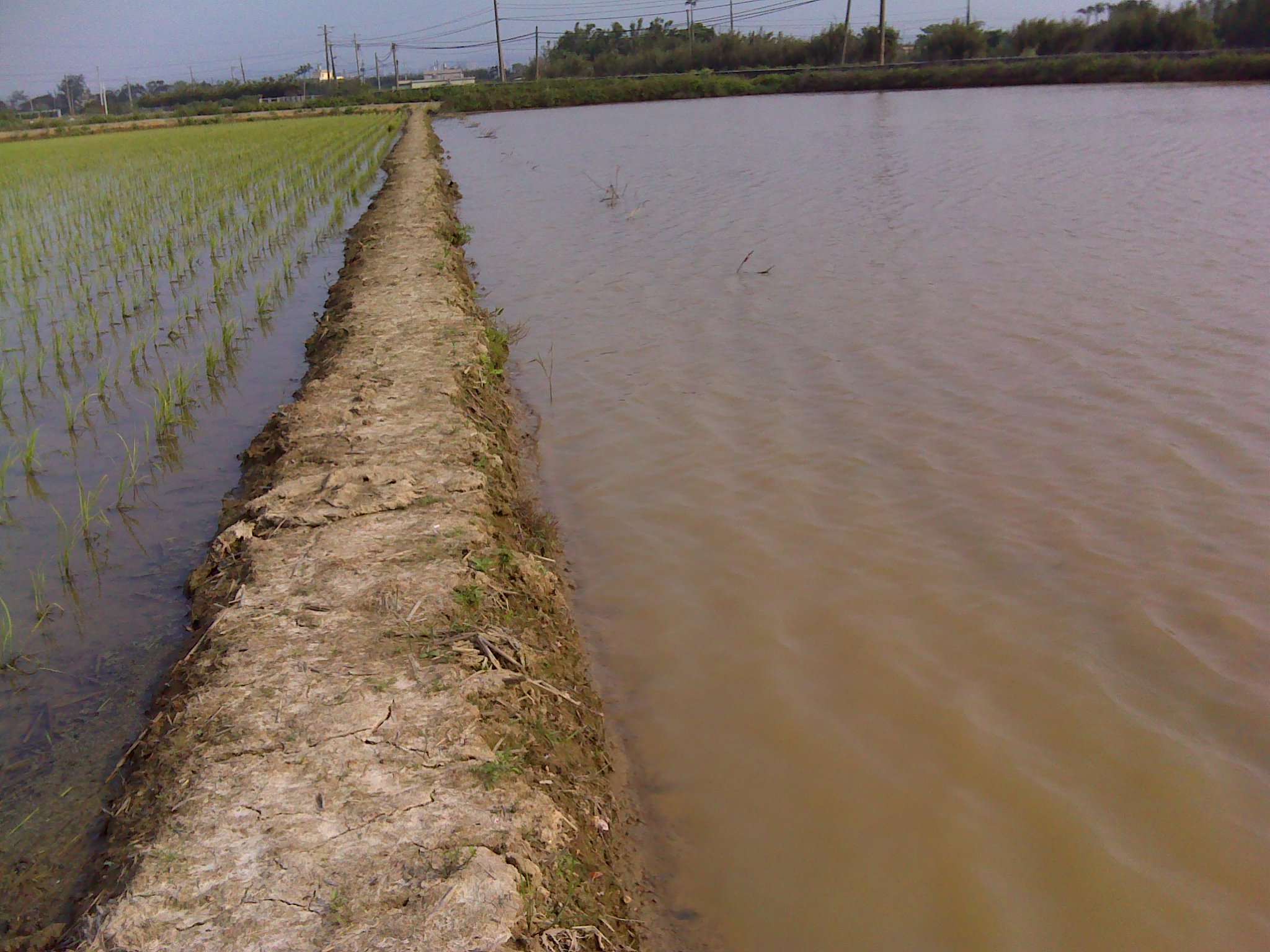 平時做好田埂維護及田間管理，不影響鄰田耕作管理。