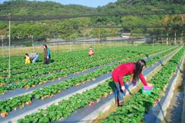 關西觀光草苺園開放採果