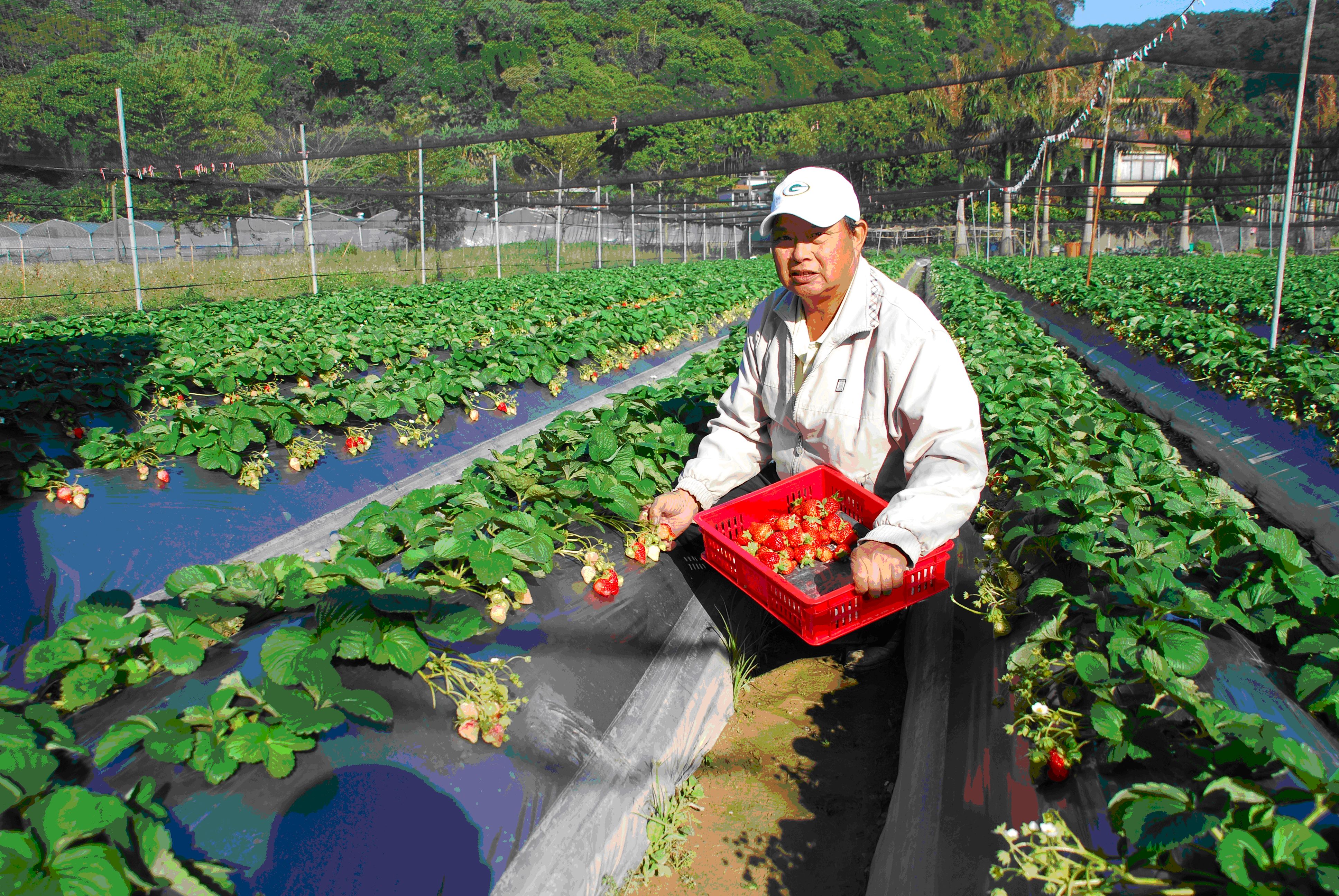 關西觀光草苺園經營農友-張盛能班長
