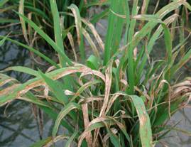 水稻罹患穗稻熱病造成稻穗局部白穗或稔實不良。