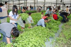 蔬菜採收體驗