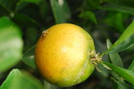 柑橘東方果實蠅