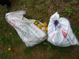 以塑膠袋清除落果並移出果園