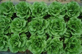 桃園1號田間生育情形