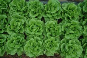 桃園 2 號田間生育情形 