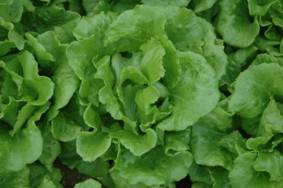 桃園 2 號單株生育情形