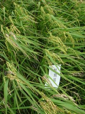 市售有機質肥料 ( 左 ) 與專用有機質肥料 ( 右 ) 試驗水稻生育情形比較