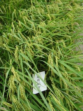 市售有機質肥料 ( 左 ) 與專用有機質肥料 ( 右 ) 試驗水稻生育情形比較