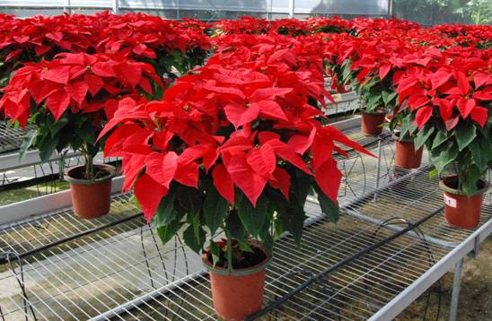 高品質聖誕紅盆花應具有勻稱圓滿的株型以及完全展開著色的苞片。