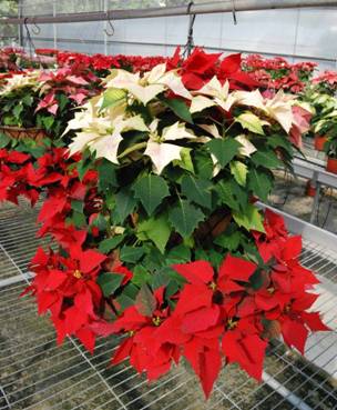 新型商品｢倍利多色吊盆｣可提供民眾更多新穎的選擇。 