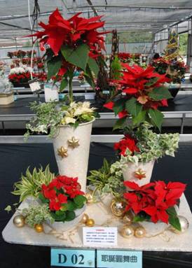聖誕紅組合盆栽能以豐富多元的素材呈現組合配色的美感並營造節慶氛圍。