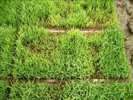 育苗箱秧苗立枯病