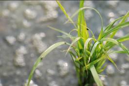 秧苗遭受水稻水象鼻蟲為害