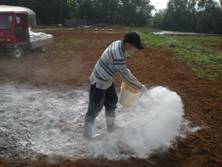 施用苦土石灰改良土壤，可有效提高山藥品質及產量